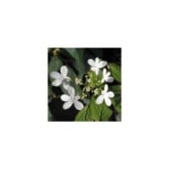 Viburnum plicatum 'Watanabe' - détail des fleurs