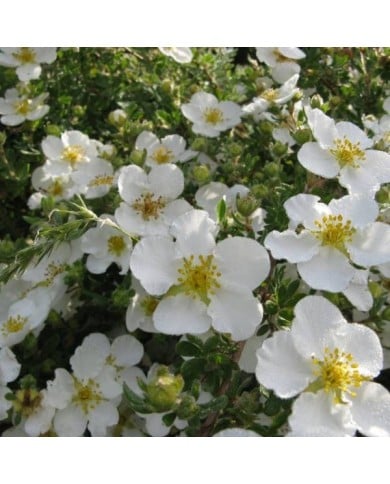 Potentille 'Abbotswood (Kingsbrae Garden / flickr.com)
