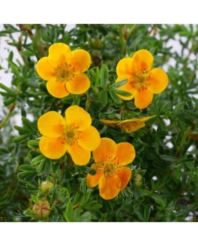 Potentilla fruticosa 'Hopley's Orange' (7monarda / https://stock.adobe.com/)