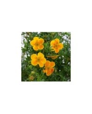 Potentilla fruticosa 'Hopley's Orange' (7monarda / https://stock.adobe.com/)