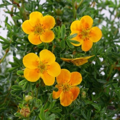 Potentilla fruticosa 'Hopley's Orange' (7monarda / https://stock.adobe.com/)