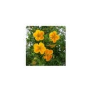 Potentilla fruticosa 'Hopley's Orange' (7monarda / https://stock.adobe.com/)