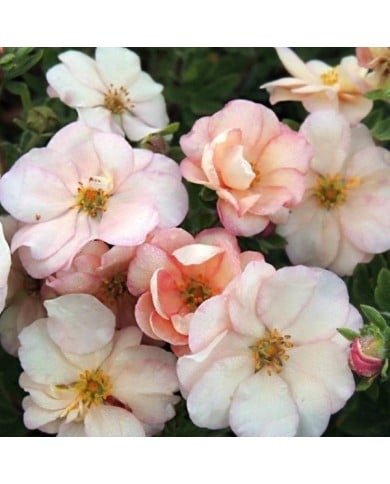 Potentille Double Punch® Pastel - fleurs (Hortival Diffusion - Sapho)