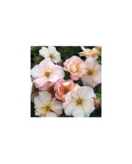 Potentille Double Punch® Pastel - fleurs (Hortival Diffusion - Sapho)