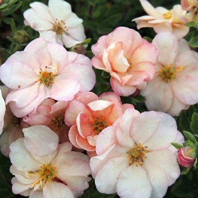 Potentille Double Punch® Pastel - fleurs (Hortival Diffusion - Sapho)