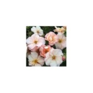 Potentille Double Punch® Pastel - fleurs (Hortival Diffusion - Sapho)