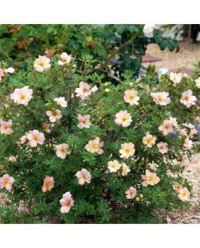 Potentille Double Punch® Pastel (Hortival Diffusion - Sapho)