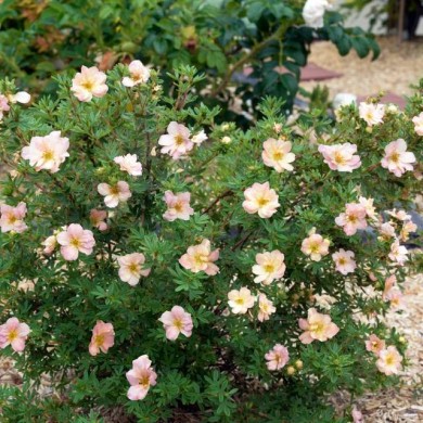 Potentille Double Punch® Pastel (Hortival Diffusion - Sapho)