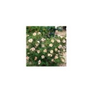 Potentille Double Punch® Pastel (Hortival Diffusion - Sapho)