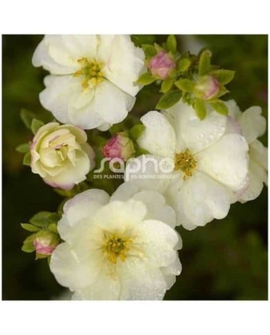 Potentille Double Punch® Cream - fleurs et boutons (Sapho)