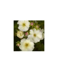 Potentille Double Punch® Cream - fleurs et boutons (Sapho)