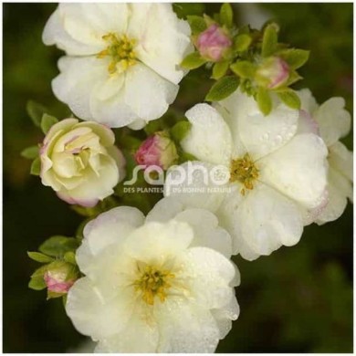 Potentille Double Punch® Cream - fleurs et boutons (Sapho)