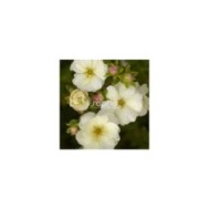 Potentille Double Punch® Cream - fleurs et boutons (Sapho)