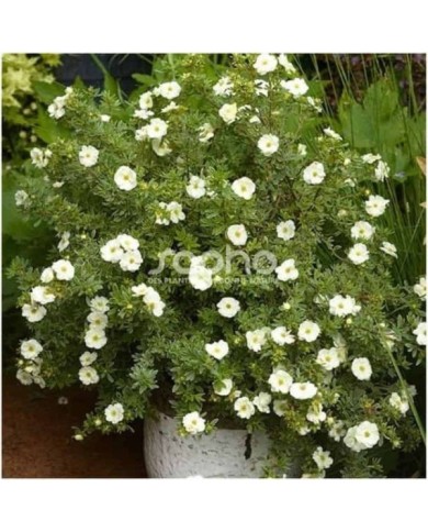 Potentille Double Punch® Cream - en pot (Sapho)