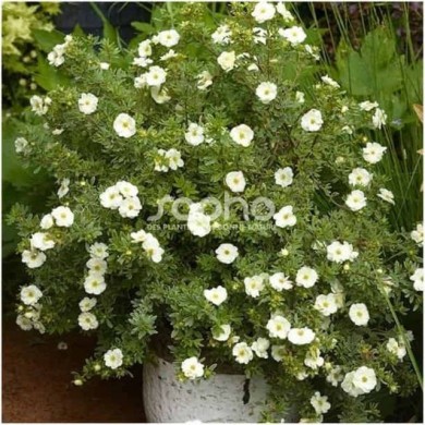 Potentille Double Punch® Cream - en pot (Sapho)