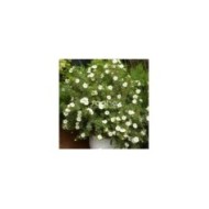Potentille Double Punch® Cream - en pot (Sapho)