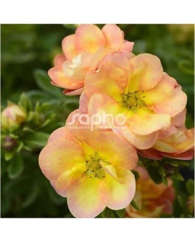 Potentille Double Punch® Peach - fleurs (Sapho)