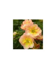 Potentille Double Punch® Peach - fleurs (Sapho)