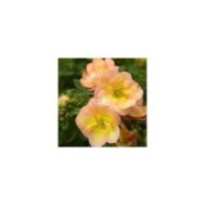 Potentille Double Punch® Peach - fleurs (Sapho)