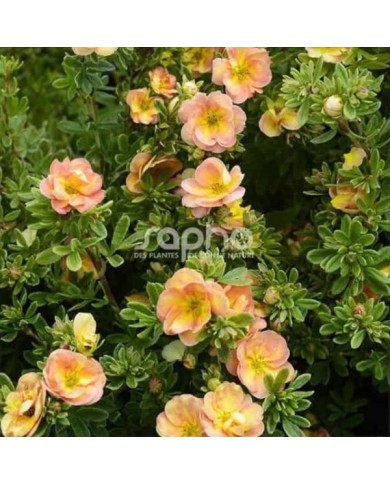 Potentille Double Punch® Peach (Sapho)