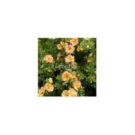 Potentille Double Punch® Peach (Sapho)