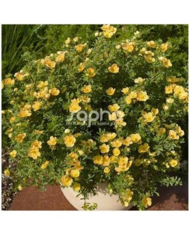 Potentille Double Punch® Peach - en pot (Sapho)