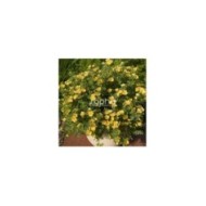 Potentille Double Punch® Peach - en pot (Sapho)