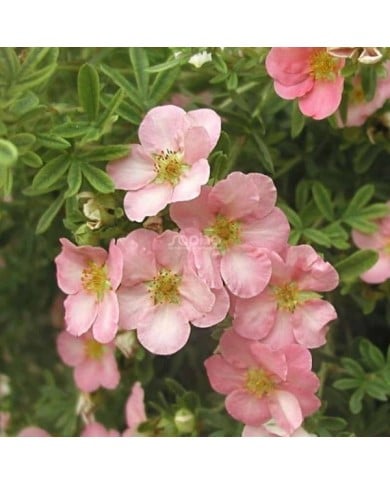 Potentille LOVELY PINK® - fleurs (Sapho)