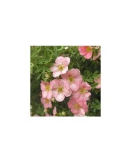 Potentille LOVELY PINK® - fleurs (Sapho)