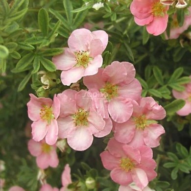 Potentille LOVELY PINK® - fleurs (Sapho)