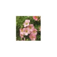 Potentille LOVELY PINK® - fleurs (Sapho)