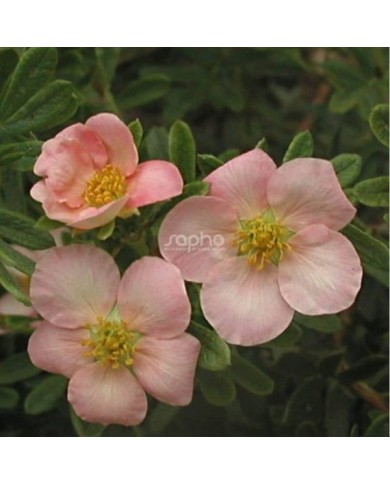 Potentille LOVELY PINK® - fleurs (Sapho)