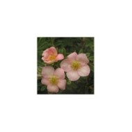Potentille LOVELY PINK® - fleurs (Sapho)