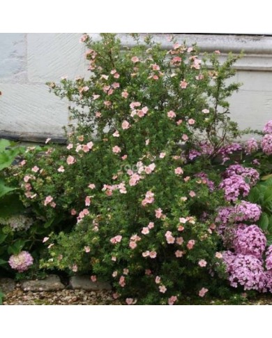 Potentille LOVELY PINK® - arbuste (Sapho)