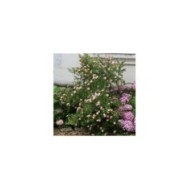 Potentille LOVELY PINK® - arbuste (Sapho)