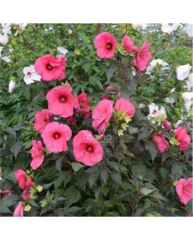 Hibiscus moscheutos PLANET® Griotte (Sapho)