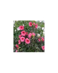 Hibiscus moscheutos PLANET® Griotte (Sapho)