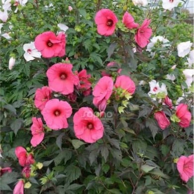 Hibiscus moscheutos PLANET® Griotte (Sapho)