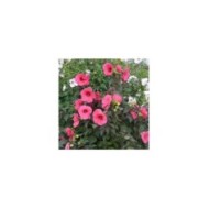 Hibiscus moscheutos PLANET® Griotte (Sapho)