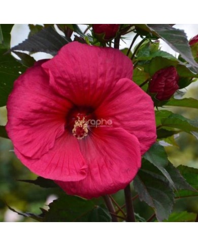 Hibiscus moscheutos PLANET® Griotte - fleur (Sapho)