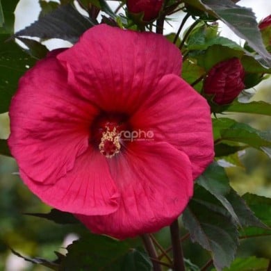 Hibiscus moscheutos PLANET® Griotte - fleur (Sapho)