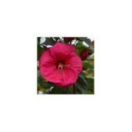 Hibiscus moscheutos PLANET® Griotte - fleur (Sapho)