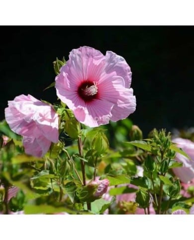 Hibiscus moscheutos PLANET® Solène (Sapho)