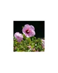 Hibiscus moscheutos PLANET® Solène (Sapho)