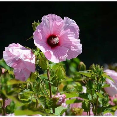 Hibiscus moscheutos PLANET® Solène (Sapho)