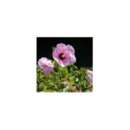 Hibiscus moscheutos PLANET® Solène (Sapho)