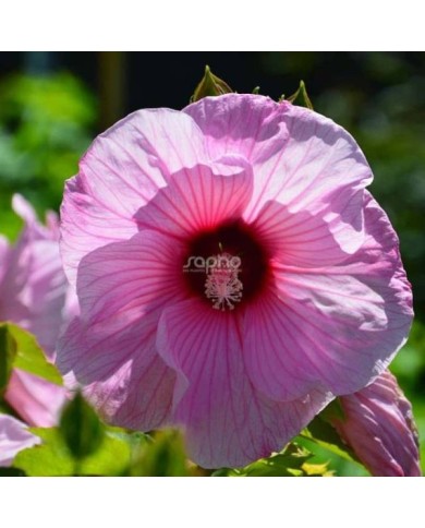 Hibiscus moscheutos PLANET® Solène - fleur (Sapho)