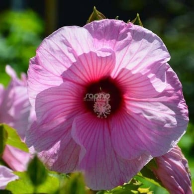 Hibiscus moscheutos PLANET® Solène - fleur (Sapho)