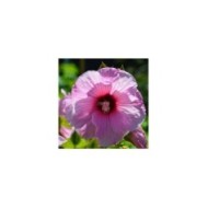 Hibiscus moscheutos PLANET® Solène - fleur (Sapho)