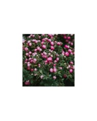 Symphoricarpos Mother of Pearl - arbuste (klavdiyav / Adobe Stock)